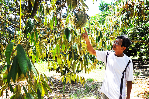 Man who started durian growing in Khanh Vinh