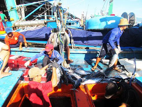 Chuỗi liên kết khai thác, chế biến, tiêu thụ cá ngừ sọc dưa: Thu hoạch 40 tấn cá