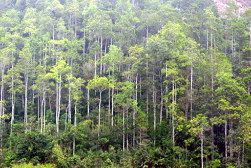 Trồng 380ha rừng tập trung