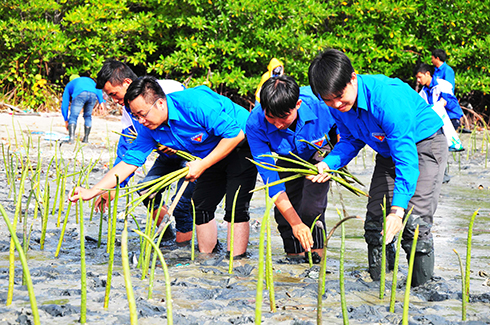 Trồng cây tái tạo rừng ngập mặn tại huyện Vạn Ninh