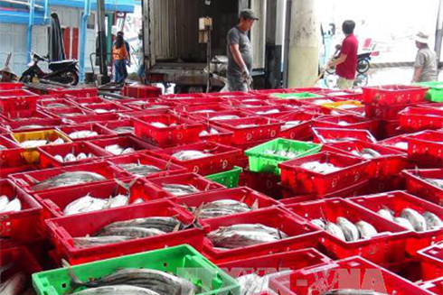 15 tổ đồng quản lý nghề cá ven bờ đi vào hoạt động