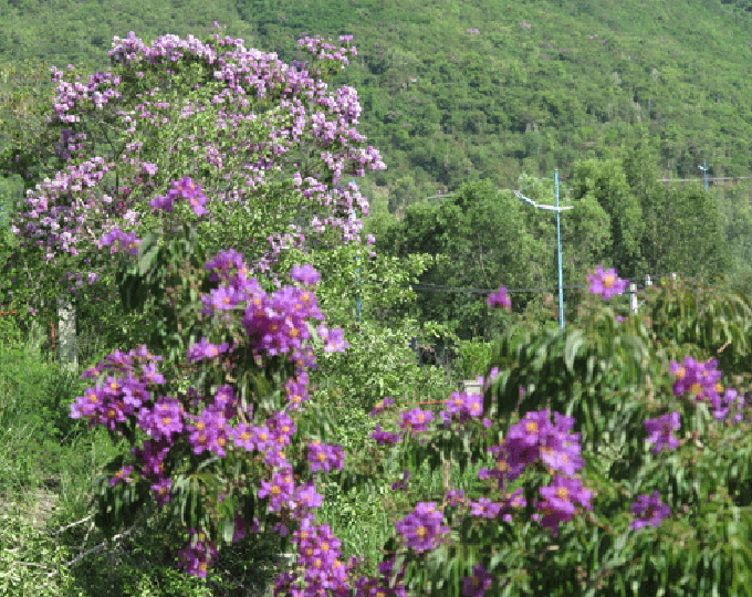 Bằng lăng rừng ở Nha Trang