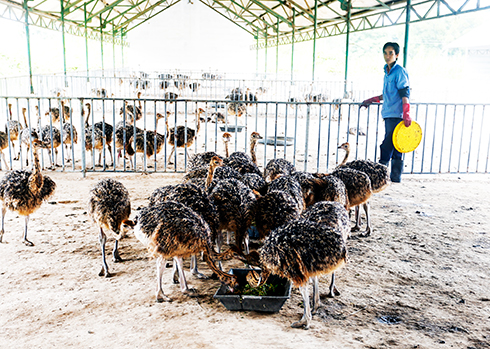 Không ngừng cải tiến và nâng cao chất lượng sản phẩm