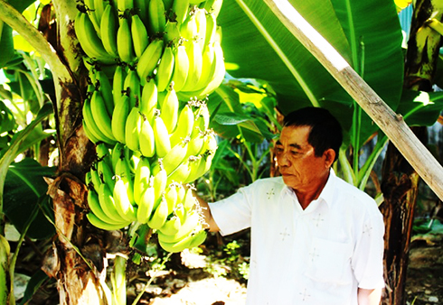 Ông Oanh cải tiến thành công kỹ thuật chăm sóc chuối già hương