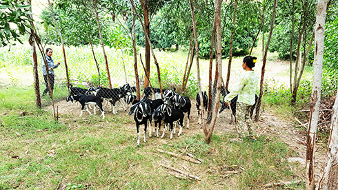 Cam Ranh: Nhiều phụ nữ vượt khó thoát nghèo