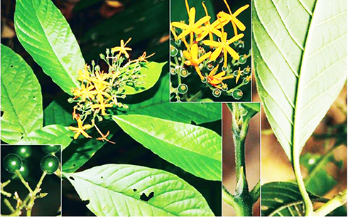 Phát hiện loài thực vật mới họ Cà phê tại Hòn Bà