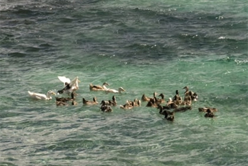 Sea duck raising model checked and taken over