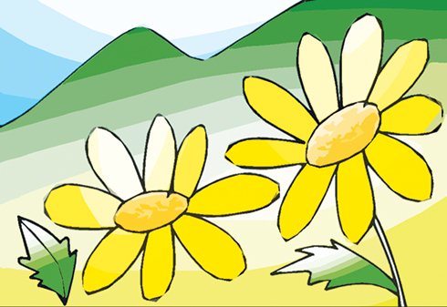 Mùa dã quỳ nở bông