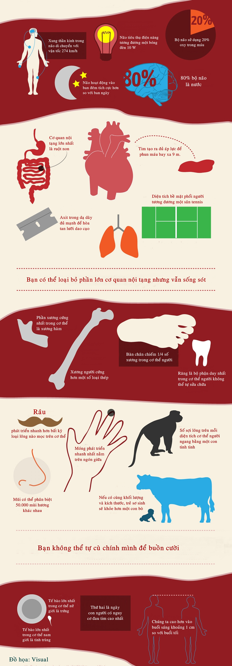 Những điều ít biết về cơ thể người