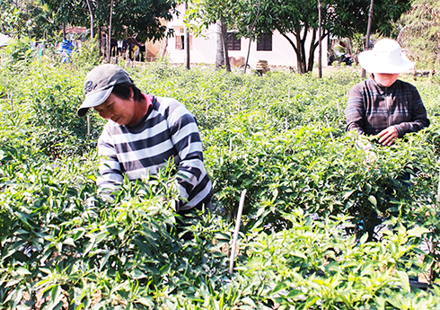 Ninh Hòa: Khó áp dụng phương thức canh tác tỏi, ớt ở Ninh Thuận