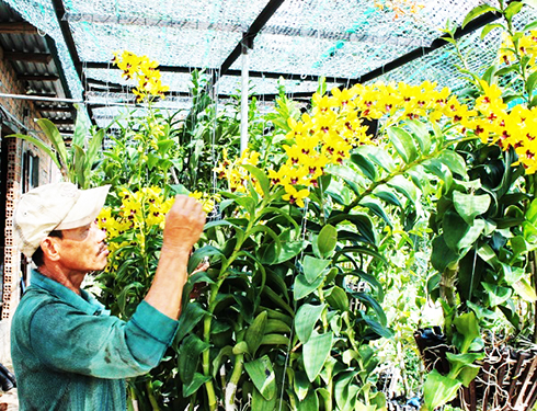 Cải tiến kỹ thuật để chủ động nguồn lan giống