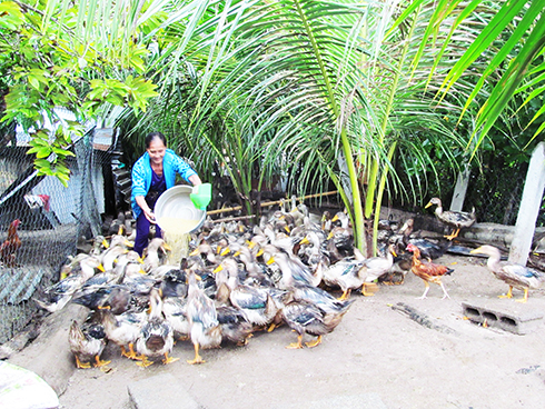 Nuôi vịt biển: Thêm lựa chọn cho người dân ven biển
