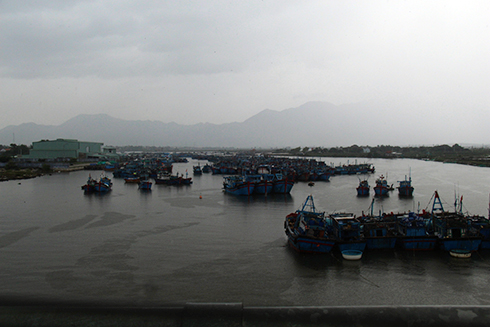 Hàng trăm tàu thuyền của ngư dân đã vào neo đậu an toàn tại Khu neo đậu tránh trú bão Ninh Hải.