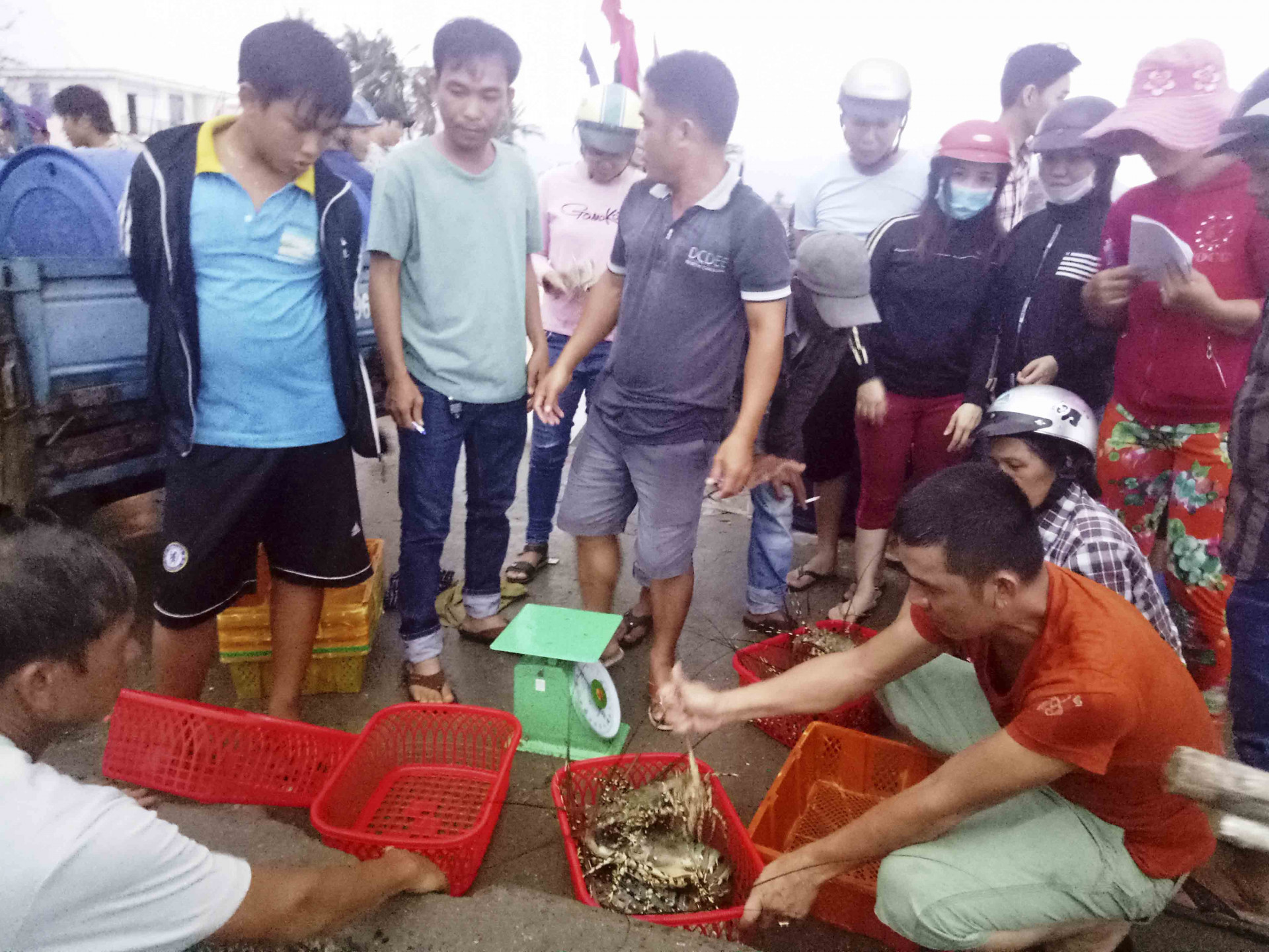 Một thương lái đang lựa tôm hùm đúng kích cỡ mới mua.