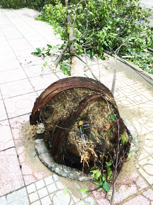 Cần xem lại việc trồng cây xanh ở Nha Trang