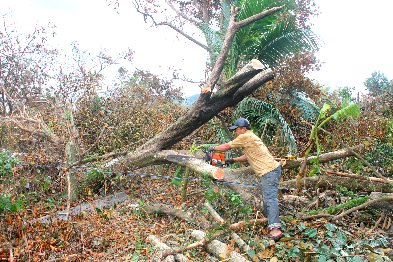 Người dân ở xã Diên Lạc cưa cây bị ngã để dọn dẹp vườn tược 