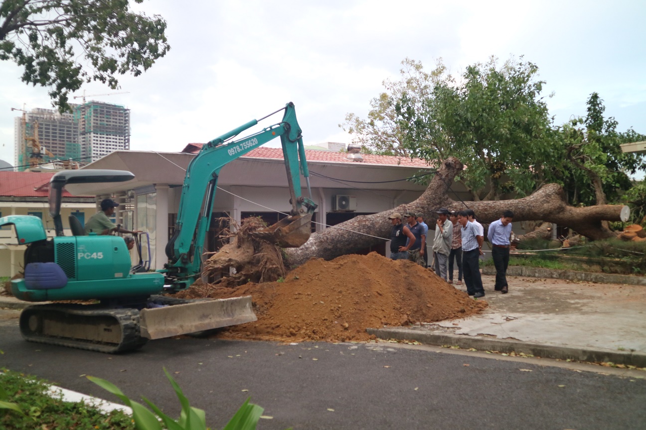 Trường Đại học Nha Trang khôi phục hệ thống cây cổ thụ bị đổ ngã