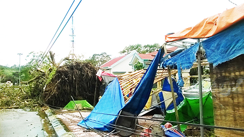 Cây đa cổ thụ hàng trăm năm tuổi đã bị cơn bão số 12 quật ngã