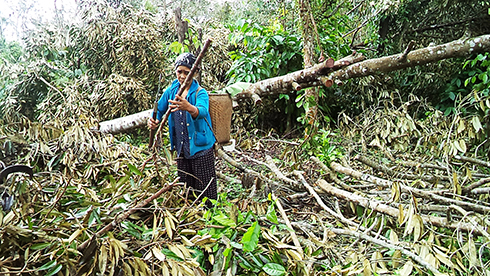 Người dân xã Sơn Hiệp phát dọn vườn cây bị thiệt hại sau bão để khôi phục sản xuất