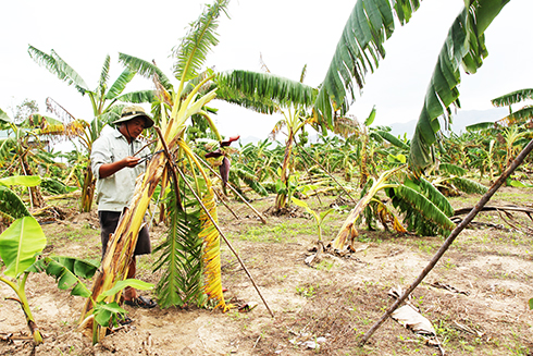 Nguy cơ mất vụ chuối Tết