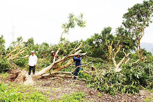 Cam Lâm: Khôi phục cây xoài