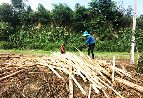 Chậm tận thu rừng trồng