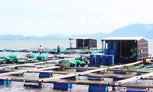 Người nuôi trồng thủy sản Vạn Ninh đang khắc phục lồng nuôi để tái sản xuất