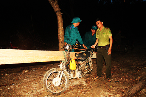 Vạn Ninh: Bùng phát khai thác gỗ trái phép