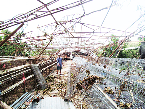 Tan hoang trại gà