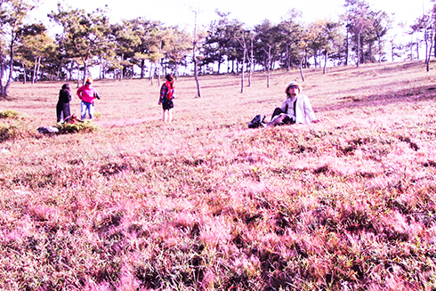 Đi tìm cỏ hồng Đà Lạt