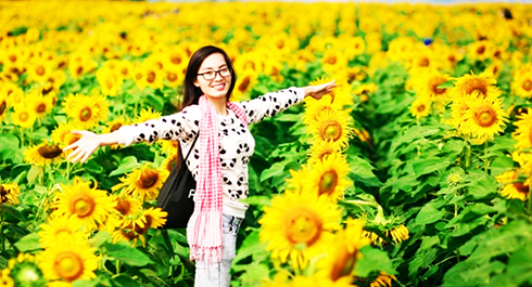 Lễ hội Hoa hướng dương Nghệ An sẽ diễn ra vào tháng 1-2018