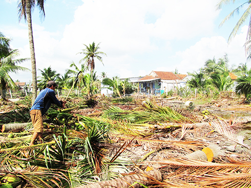 Dừa giống khan hiếm