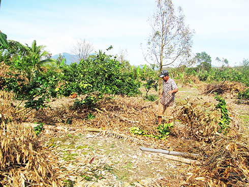 Khánh Vĩnh: Khôi phục những vườn sầu riêng