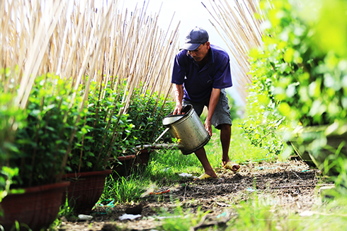 Vụ hoa xuân kém sắc