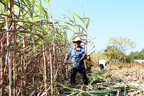 Vinamilk và Công ty Cổ phần Đường Khánh Hòa: Hợp tác để phát triển