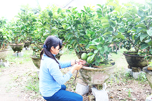 Mất vụ bưởi cảnh Tết