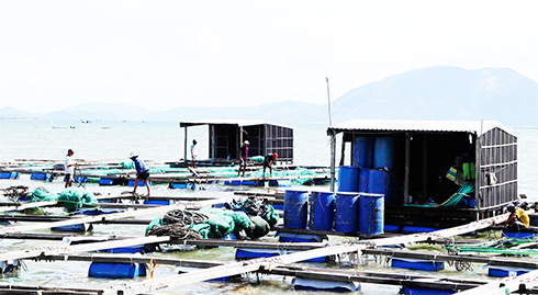 Cam Ranh: Hơn 450 triệu đồng hỗ trợ thiệt hại lồng bè do bão