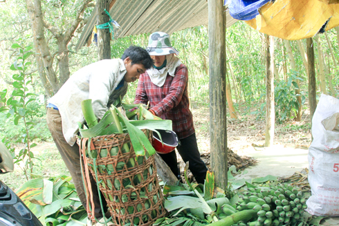 Người dân thu hoạch nông sản trong khu bảo tồn.