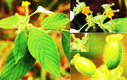 Phát hiện thêm 1 loài thực vật mới thuộc họ Cà phê tại Khu Bảo tồn thiên nhiên Hòn Bà