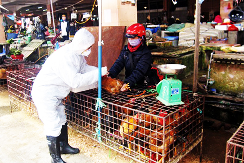 Kết quả giám sát lưu hành vi rút cúm gia cầm nuôi trên địa bàn tỉnh năm 2017