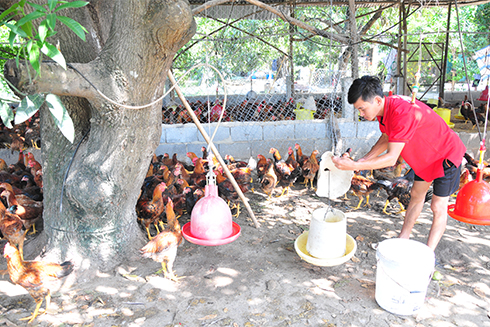 Đàn gia cầm của một hộ chăn nuôi ở huyện Cam Lâm