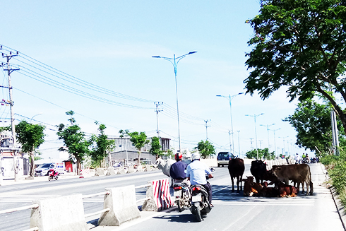 Để bò "nghỉ ngơi" trên đại lộ