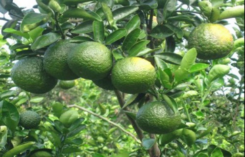 Khánh Sơn: Trồng thí điểm thành công cây cam sành