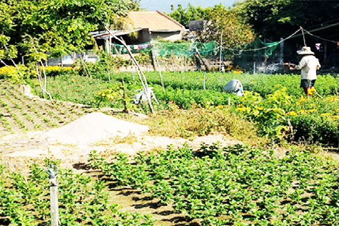 Trồng hoa cúc trên đất cát