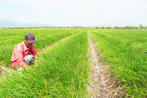 Mùa kiệu Tết: Cung thấp, cầu cao