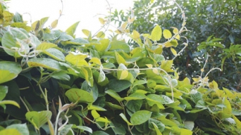 Chữa bệnh từ dây mơ leo