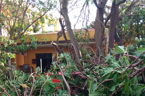  Cây cối gãy đổ tại đảo Trường Sa 