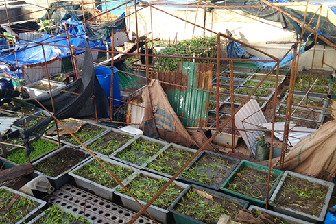 Hệ thống vườn tăng gia của đảo An Bang bị hư hại.