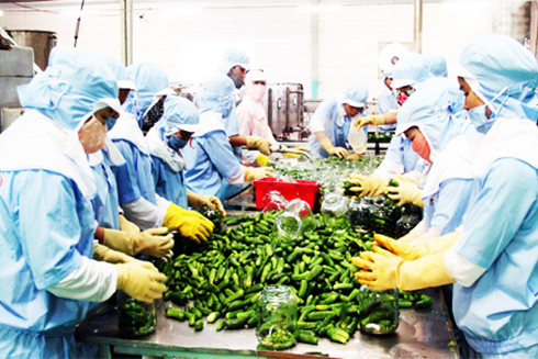 Xuất khẩu rau quả lập kỷ lục 3,5 tỷ USD