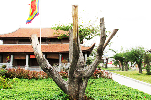 Cần trồng thay thế những cây đã chết